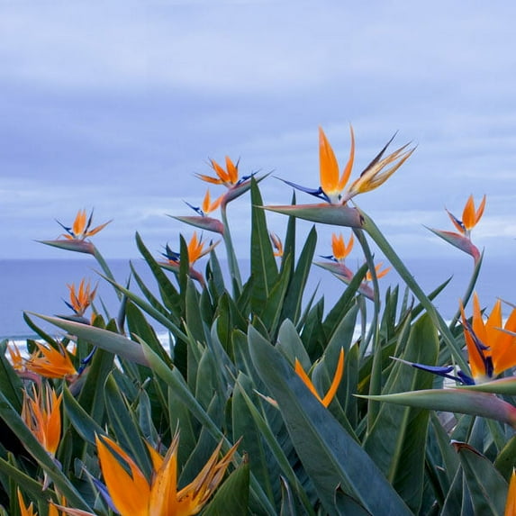 Gango Home Decor Birds of Paradise II by Rita Crane (Printed on Paper); One 24x24in Fine Art Paper Giclee Print