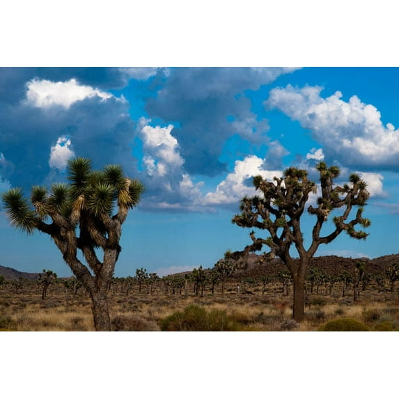 Gango Home Decor Blue Sky I by Erin Berzel (Printed on Paper); One 36x24in Fine Art Paper Giclee Print