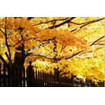 thumbnail image 1 of Gango Home Decor Boughs of Gold 3 by Alan Hausenflock (Printed on Paper); One 36x24in Fine Art Paper Giclee Print, 1 of 4