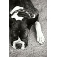 thumbnail image 1 of Gango Home Decor Boxer Black and White by Karyn Millet (Printed on Paper); One 24x36in Fine Art Paper Giclee Print, 1 of 4