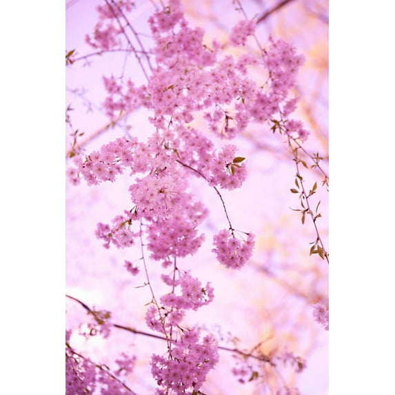 Gango Home Decor Bright Blooms III by Karyn Millet (Printed on Paper); One 24x36in Fine Art Paper Giclee Print