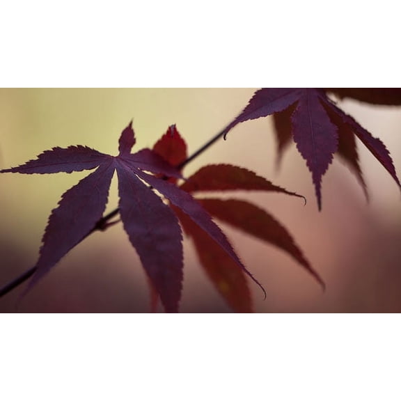Gango Home Decor Burgundy Maple I by Rita Crane (Printed on Paper); One 36x18in Fine Art Paper Giclee Print