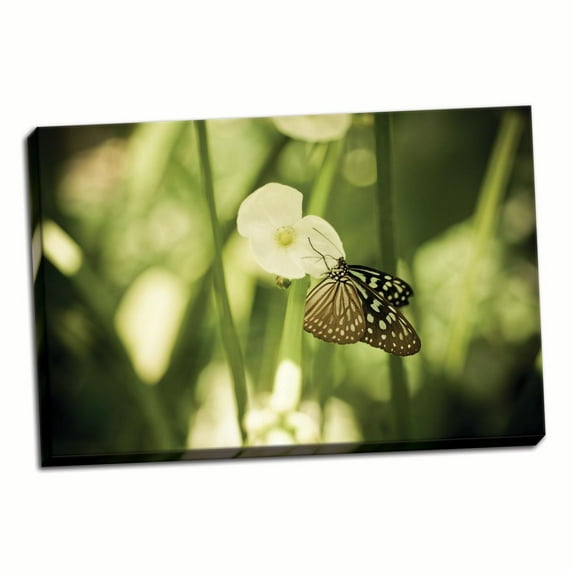 Gango Home Decor Butterfly II by Erin Berzel (Ready to Hang); One 36x24in Hand-Stretched Canvas