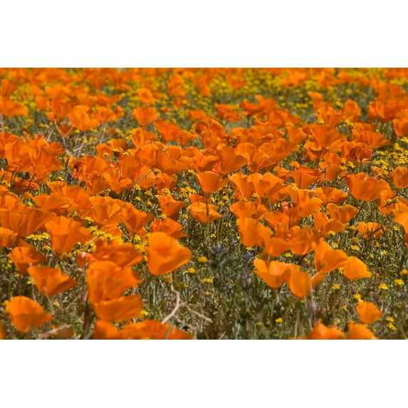 Gango Home Decor California Poppies I by Lee Peterson (Printed on Paper); One 36x24in Fine Art Paper Giclee Print