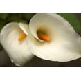 thumbnail image 1 of Gango Home Decor Calla Lilies III by Rita Crane (Printed on Paper); One 36x24in Fine Art Paper Giclee Print, 1 of 4