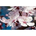 thumbnail image 1 of Gango Home Decor Cherry Blossom 2 by Erin Berzel (Printed on Paper); One 36x24in Fine Art Paper Giclee Print, 1 of 4