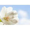 thumbnail image 1 of Gango Home Decor Cherry Blossoms I by Kathy Mahan (Printed on Paper); One 36x24in Fine Art Paper Giclee Print, 1 of 4