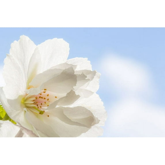 Gango Home Decor Cherry Blossoms I by Kathy Mahan (Printed on Paper); One 36x24in Fine Art Paper Giclee Print