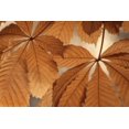 thumbnail image 1 of Gango Home Decor Chestnut Leaves Duet I Brown by Vitaly Geyman (Printed on Paper); One 36x24in Fine Art Paper Giclee Print, 1 of 4