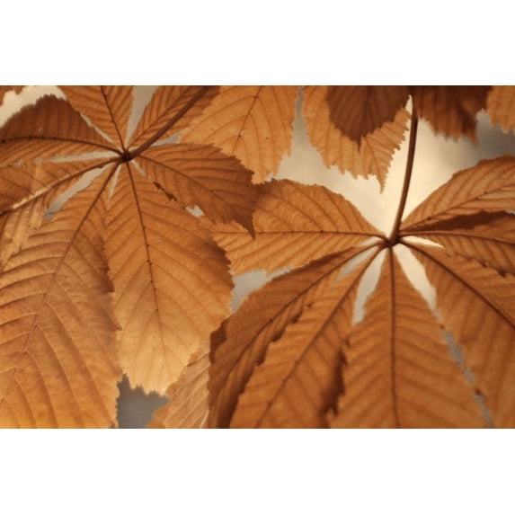 Gango Home Decor Chestnut Leaves Duet I Brown by Vitaly Geyman (Printed on Paper); One 36x24in Fine Art Paper Giclee Print