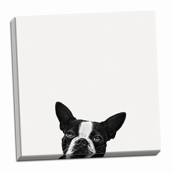 Gango Home Decor Classic White and Black Boston Terrier Adult Decor; 1-16" x 16" Stretched Canvas