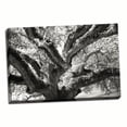 thumbnail image 1 of Gango Home Decor Coast Live Oak II by Alan Hausenflock (Ready to Hang); One 36x24in Hand-Stretched Canvas, 1 of 4