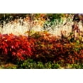 thumbnail image 1 of Gango Home Decor Color Of Fall I by Alan Hausenflock (Printed on Paper); One 36x24in Fine Art Paper Giclee Print, 1 of 1