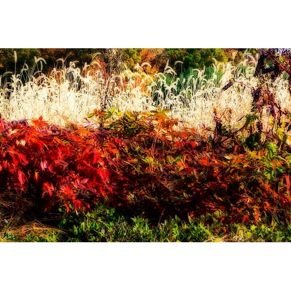 Gango Home Decor Color Of Fall I by Alan Hausenflock (Printed on Paper); One 36x24in Fine Art Paper Giclee Print