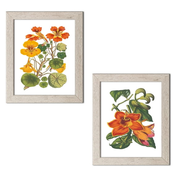 Gango Home Decor Contemporary Antique Botanical XVII & XVIII; Two 12x18in Art Prints in Distressed White Frames