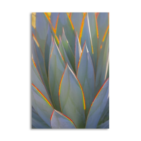 Gango Home Decor Contemporary California Agave I by Kathy Mahan (Printed on Paper); One 16x24in Fine Art Paper Giclee Print