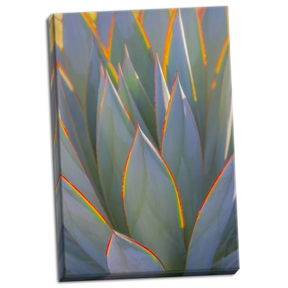 Gango Home Decor Contemporary California Agave I by Kathy Mahan (Ready to Hang); One 24x36in Hand-Stretched Canvas