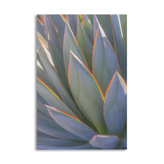 Gango Home Decor Contemporary California Agave II by Kathy Mahan (Printed on Paper); One 16x24in Fine Art Paper Giclee Print