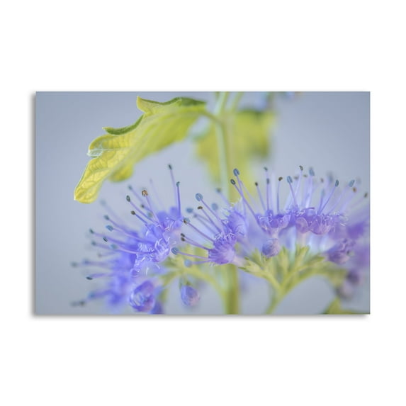 Gango Home Decor Contemporary Caryopteris IV by Kathy Mahan (Printed on Paper); One 24x16in Fine Art Paper Giclee Print