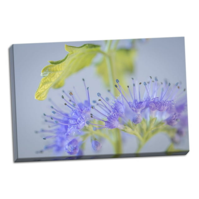 Gango Home Decor Contemporary Caryopteris IV by Kathy Mahan (Ready to Hang); One 24x16in Hand-Stretched Canvas
