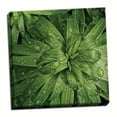 thumbnail image 1 of Gango Home Decor Contemporary Nature Up-Close I by Monika Burkhart (Ready to Hang); One 16x16in Hand-Stretched Canvas, 1 of 4