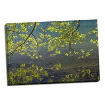 Gango Home Decor Contemporary Overhanging Alder Trees I by Kathy Mahan (Ready to Hang); One 36x24in Hand-Stretched Canvas