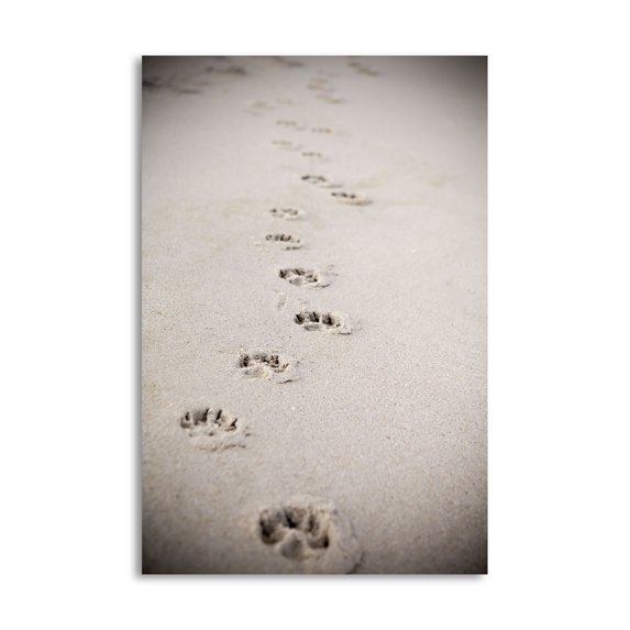 Gango Home Decor Contemporary Paw Prints In Sand by Karyn Millet (Printed on Paper); One 16x24in Fine Art Paper Giclee Print