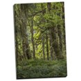 thumbnail image 1 of Gango Home Decor Contemporary Quinault Rainforest I by Kathy Mahan (Ready to Hang); One 16x24in Hand-Stretched Canvas, 1 of 4
