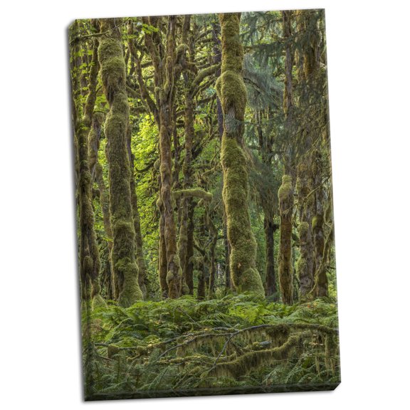 Gango Home Decor Contemporary Quinault Rainforest II by Kathy Mahan (Ready to Hang); One 16x24in Hand-Stretched Canvas