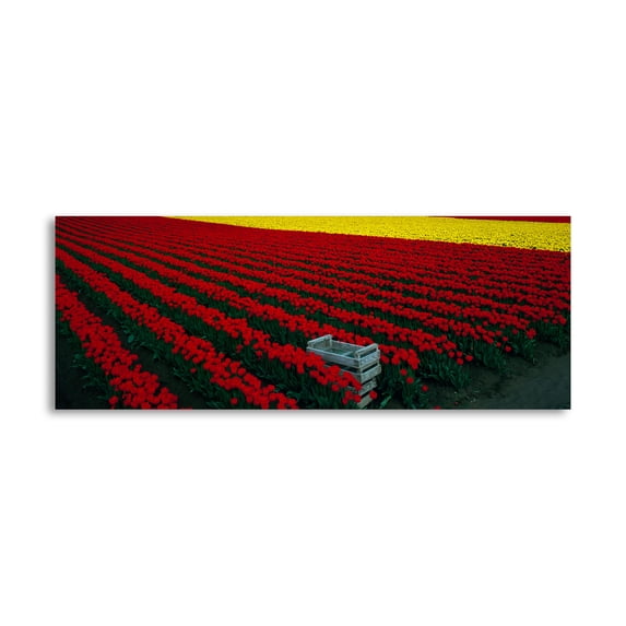 Gango Home Decor Contemporary Spring Tulips by Ike Leahy (Printed on Paper); One 36x18in Fine Art Paper Giclee Print
