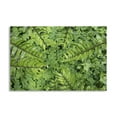 thumbnail image 1 of Gango Home Decor Contemporary Sword Fern & Oxalis by Kathy Mahan (Printed on Paper); One 24x16in Fine Art Paper Giclee Print, 1 of 4