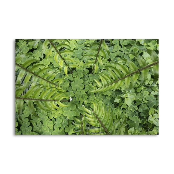 Gango Home Decor Contemporary Sword Fern & Oxalis by Kathy Mahan (Printed on Paper); One 24x16in Fine Art Paper Giclee Print