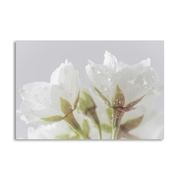 Gango Home Decor Contemporary White Cherry Blossoms IV by Kathy Mahan (Printed on Paper); One 36x24in Fine Art Paper Giclee Print