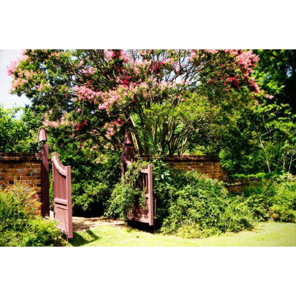 Gango Home Decor Crepe Myrtle I by Alan Hausenflock (Printed on Paper); One 36x24in Fine Art Paper Giclee Print