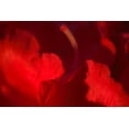 thumbnail image 1 of Gango Home Decor Crimson Petals I by Rita Crane (Printed on Paper); One 36x24in Fine Art Paper Giclee Print, 1 of 4
