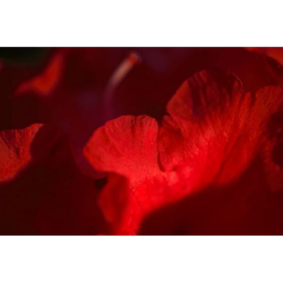 Gango Home Decor Crimson Petals II by Rita Crane (Printed on Paper); One 36x24in Fine Art Paper Giclee Print