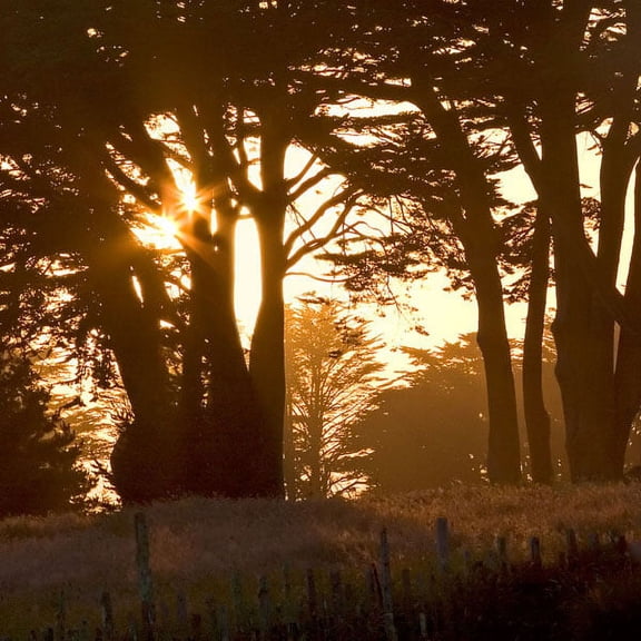 Gango Home Decor Cypress Sunset by Rita Crane (Printed on Paper); One 24x24in Fine Art Paper Giclee Print