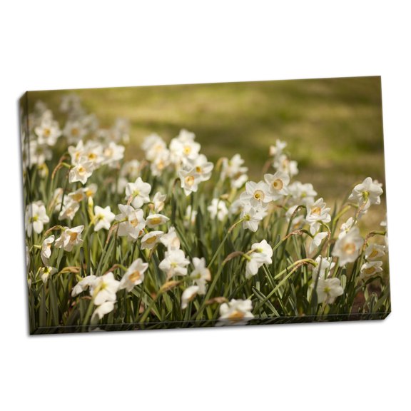 Gango Home Decor Daffodils by Karyn Millet (Ready to Hang); One 36x24in Hand-Stretched Canvas