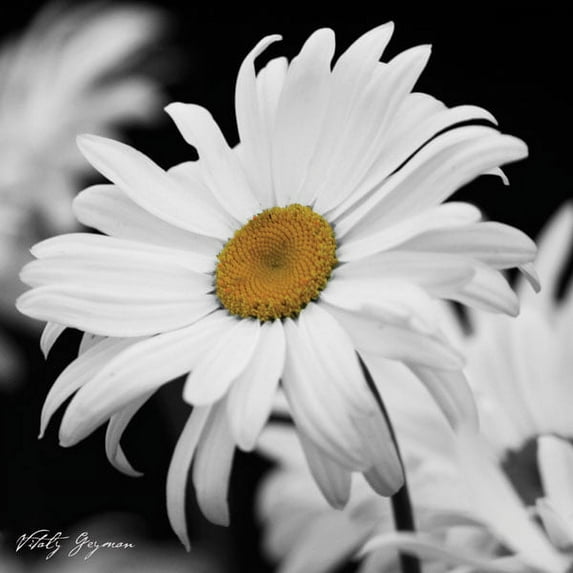 Gango Home Decor Daisy Square II B&W by Vitaly Geyman (Printed on Paper); One 24x24in Fine Art Paper Giclee Print
