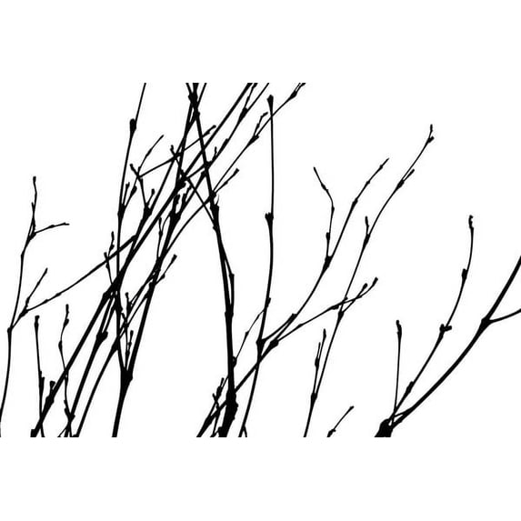 Gango Home Decor Dancing Branches I by Monika Burkhart (Printed on Paper); One 36x24in Fine Art Paper Giclee Print