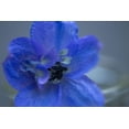 thumbnail image 1 of Gango Home Decor Delphinium Flower I by Rita Crane (Printed on Paper); One 36x24in Fine Art Paper Giclee Print, 1 of 4