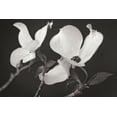 thumbnail image 1 of Gango Home Decor Dogwood Delicacy II B&W by Vitaly Geyman (Printed on Paper); One 36x24in Fine Art Paper Giclee Print, 1 of 4