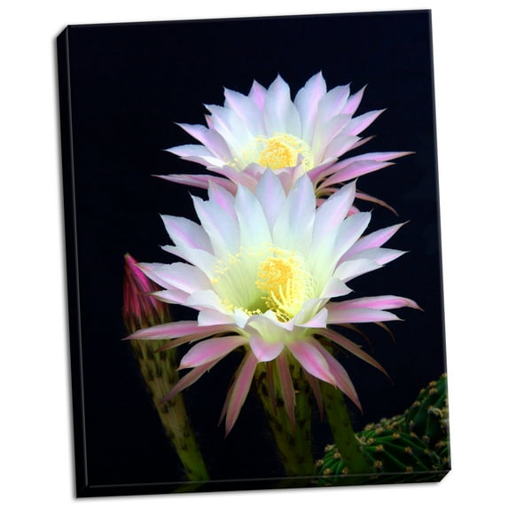 Gango Home Decor Echinopsis Flowers III by Douglas Taylor (Ready to Hang); One 22x28in Hand-Stretched Canvas