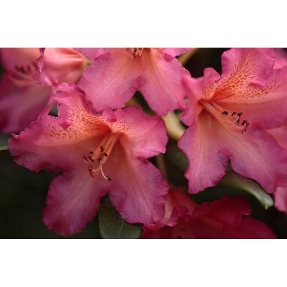 Gango Home Decor Exotic Rhodies I by Rita Crane (Printed on Paper); One 36x24in Fine Art Paper Giclee Print