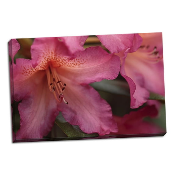 Gango Home Decor Exotic Rhodies IX by Rita Crane (Ready to Hang); One 36x24in Hand-Stretched Canvas