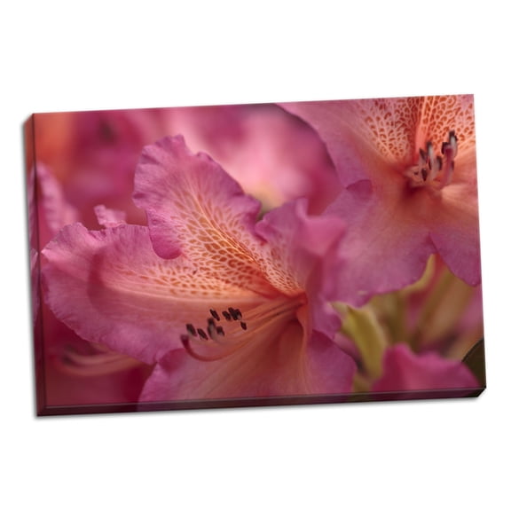 Gango Home Decor Exotic Rhodies VIII by Rita Crane (Ready to Hang); One 36x24in Hand-Stretched Canvas