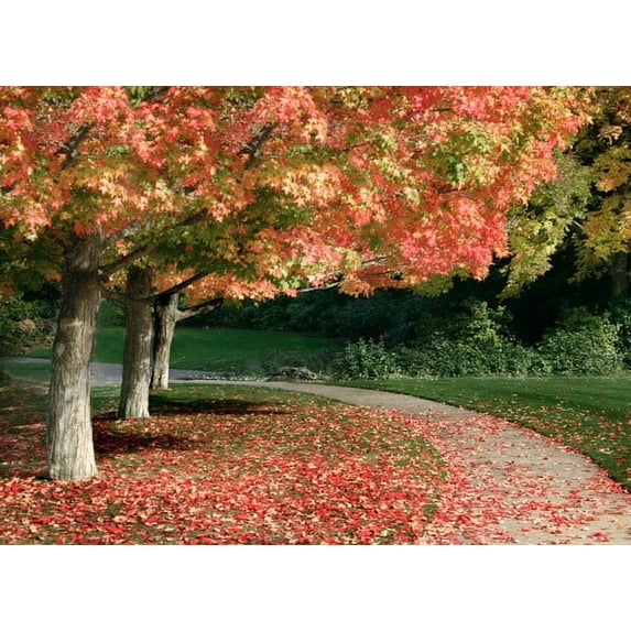 Gango Home Decor Fall Maple Fever IV by Vitaly Geyman (Printed on Paper); One 24x18in Fine Art Paper Giclee Print