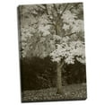 thumbnail image 1 of Gango Home Decor Fall Maple Fever VII Sepia by Vitaly Geyman (Ready to Hang); One 24x36in Hand-Stretched Canvas, 1 of 4