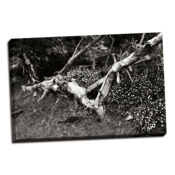 Gango Home Decor Fallen Cypress I by Alan Hausenflock (Ready to Hang); One 36x24in Hand-Stretched Canvas