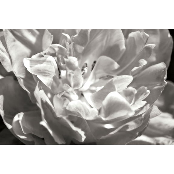 Gango Home Decor Fancy Flower I by Alan Hausenflock (Printed on Paper); One 36x24in Fine Art Paper Giclee Print